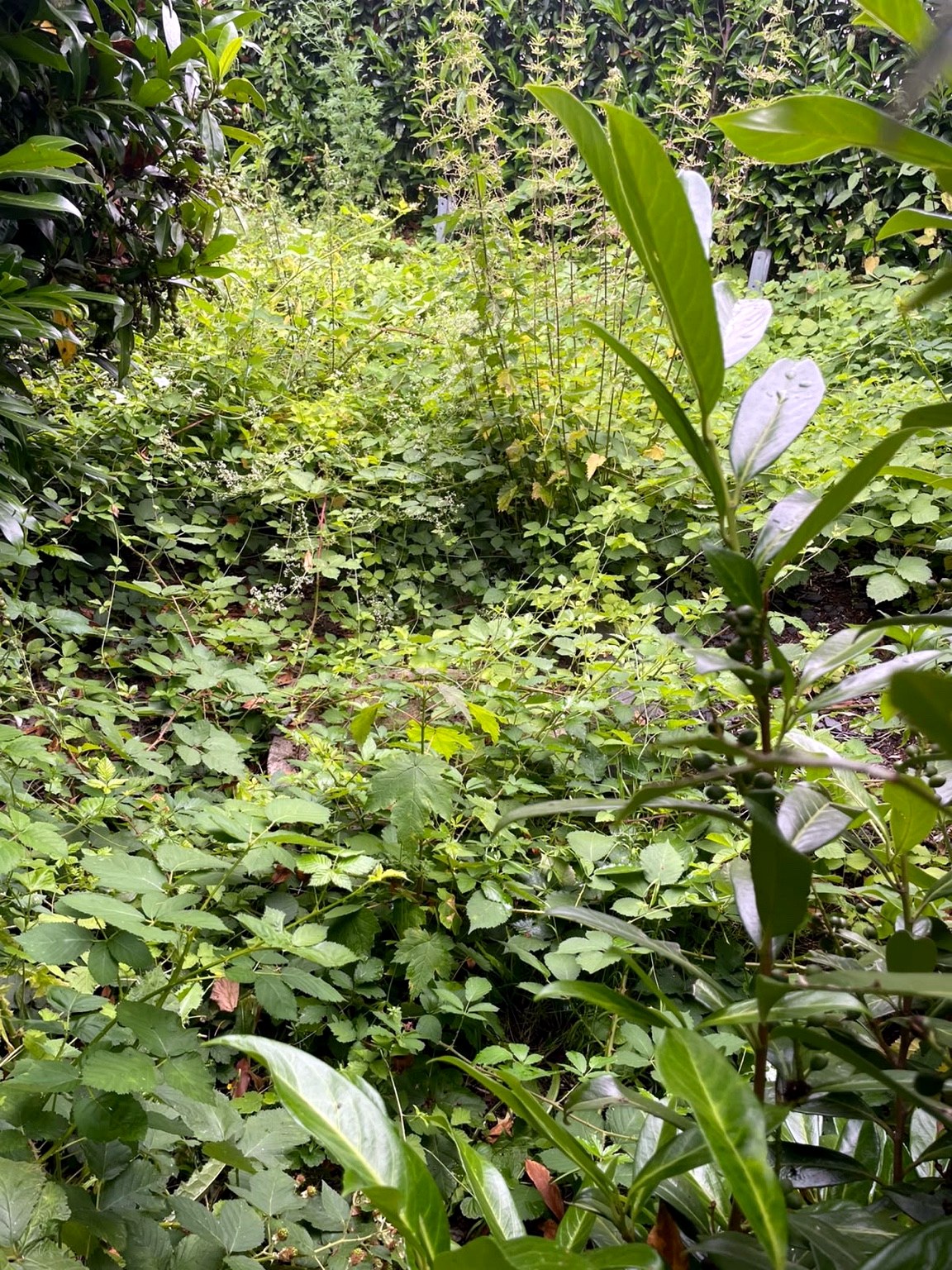 Vorher: stark bewachsene Gartenfläche